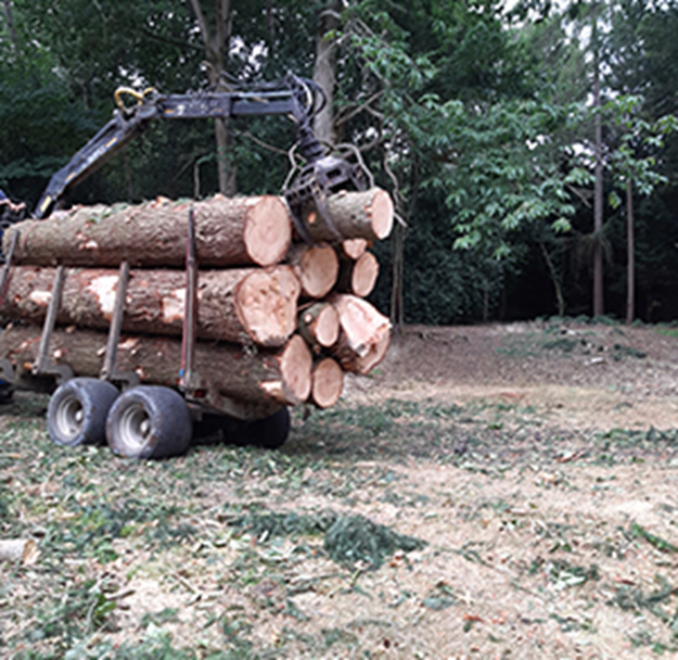 Tree Surgeons in Reading